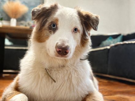 Australian Shepherd Rüde