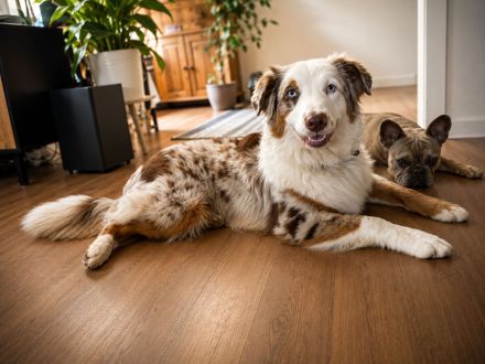 Australian Shepherd Rüde