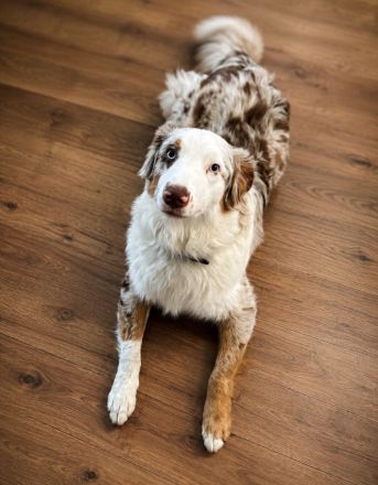 Australian Shepherd Rüde