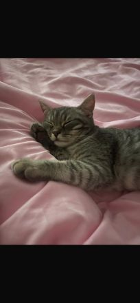 Britisch kurzhaar kater