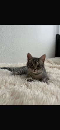 Britisch kurzhaar kater