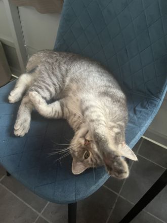 Britisch kurzhaar kater