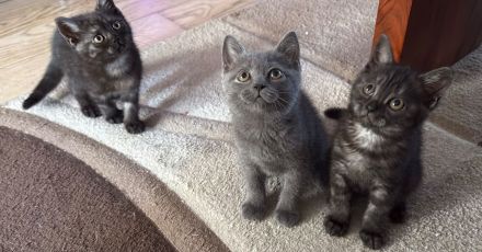 Reinrassige BKH Kitten suchen liebevolles Zuhause