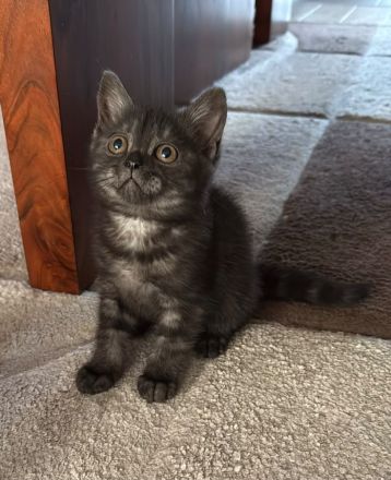 Reinrassige BKH Kitten suchen liebevolles Zuhause