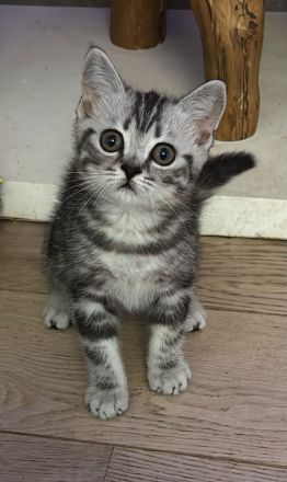 Reinrassige BKH Kitten suchen liebevolles Zuhause