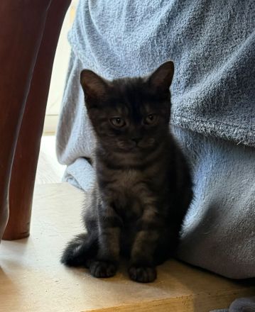 Reinrassige BKH Kitten suchen liebevolles Zuhause