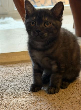 Reinrassige BKH Kitten suchen liebevolles Zuhause