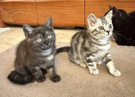 Reinrassige BKH Kitten suchen liebevolles Zuhause