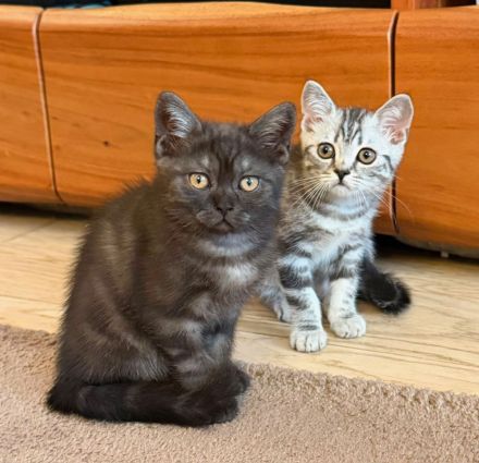 Reinrassige BKH Kitten suchen liebevolles Zuhause