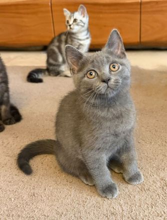 Reinrassige BKH Kitten suchen liebevolles Zuhause
