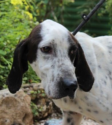 Bob, männlicher Hound-Mix