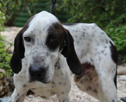 Bob, männlicher Hound-Mix