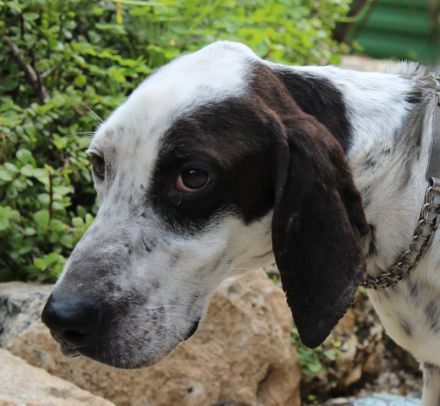 Bob, männlicher Hound-Mix