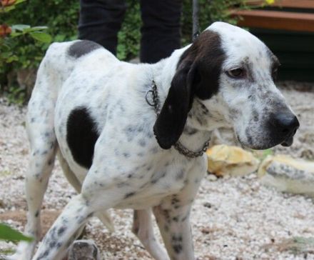 Bob, männlicher Hound-Mix