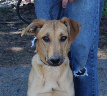 Giraffe, weiblicher Schäferhund-Mix