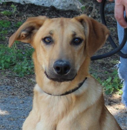 Giraffe, weiblicher Schäferhund-Mix