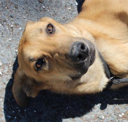 Giraffe, weiblicher Schäferhund-Mix