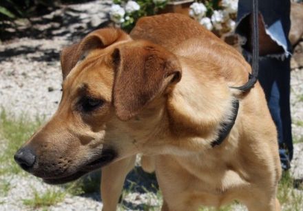 Giraffe, weiblicher Schäferhund-Mix