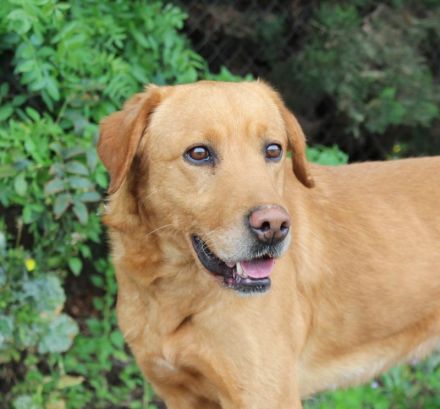 Oscar, männlicher Labrador-Mix