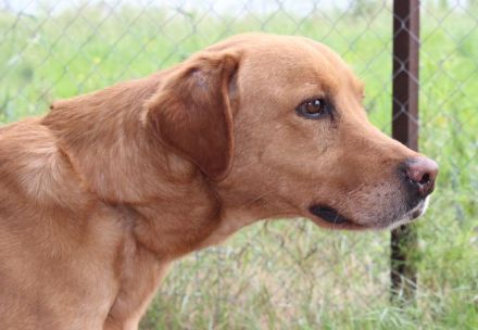 Oscar, männlicher Labrador-Mix