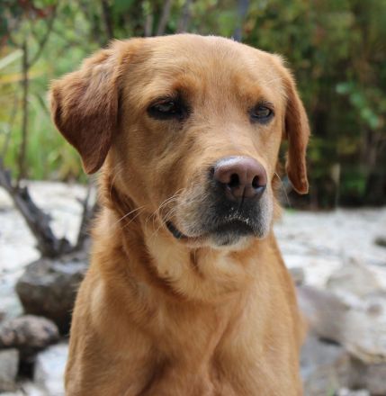 Oscar, männlicher Labrador-Mix