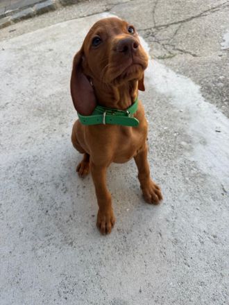 Magyar vizsla Rüde Welpe
