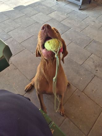 Magyar vizsla Rüde Welpe