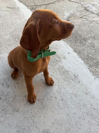 Magyar vizsla Rüde Welpe