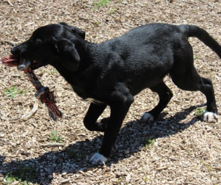 Pixel, männlicher Schäferhund-Mix