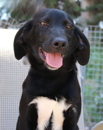 Pixel, männlicher Schäferhund-Mix