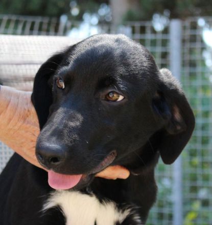 Pixel, männlicher Schäferhund-Mix