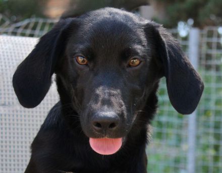 Pixel, männlicher Schäferhund-Mix