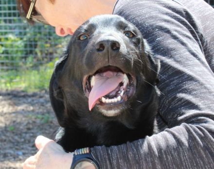 Pixel, männlicher Schäferhund-Mix