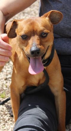 Rolo, männlicher Terrier-Mix