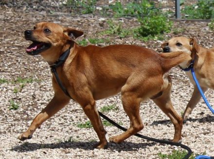 Rolo, männlicher Terrier-Mix