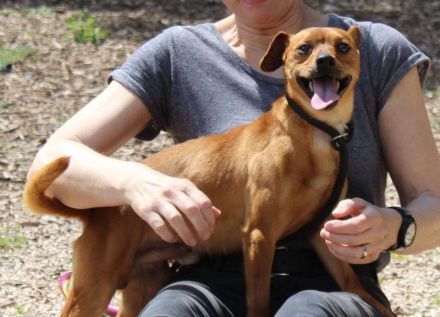 Rolo, männlicher Terrier-Mix