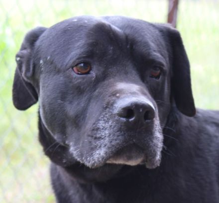Ted, männlicher Labrador-Mix
