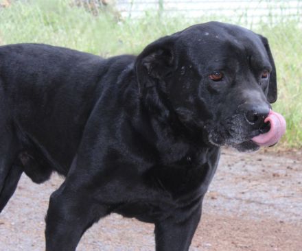 Ted, männlicher Labrador-Mix