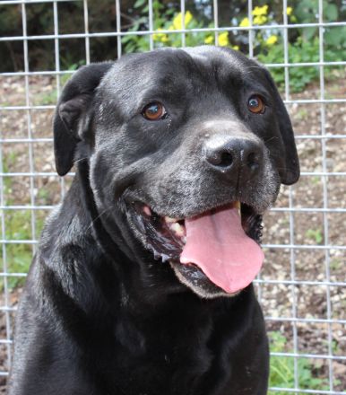 Ted, männlicher Labrador-Mix