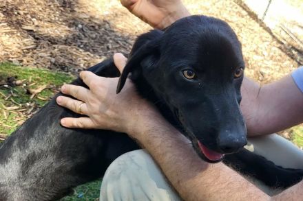 Oreo, männlicher Schäferhund-Mix