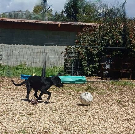 Oreo, männlicher Schäferhund-Mix