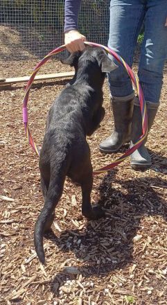 Oreo, männlicher Schäferhund-Mix