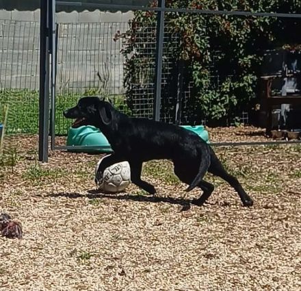 Oreo, männlicher Schäferhund-Mix