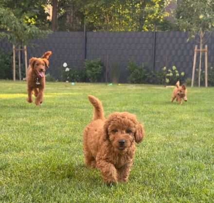Abgabebereit - Labradoodle F1bb Welpen in Apricot-Red & Red