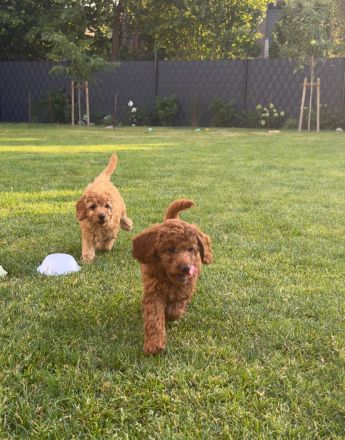 Abgabebereit - Labradoodle F1bb Welpen in Apricot-Red & Red