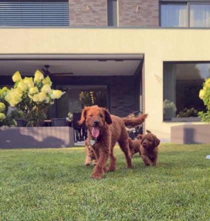 Abgabebereit - Labradoodle F1bb Welpen in Apricot-Red & Red