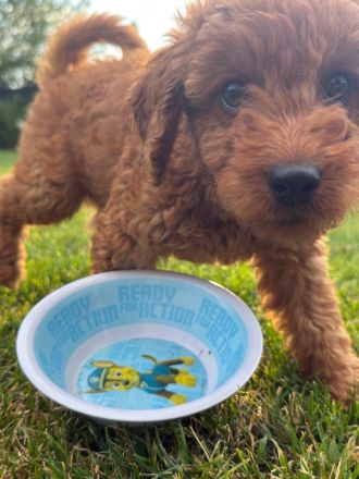 Abgabebereit - Labradoodle F1bb Welpen in Apricot-Red & Red
