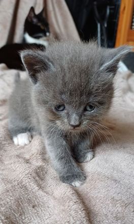 Wunderschöne BLH/BKH Kitten suchen Dich!