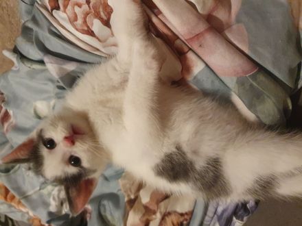 Wunderschöne BLH/BKH Kitten suchen Dich!