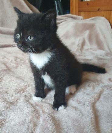 Wunderschöne BLH/BKH Kitten suchen Dich!